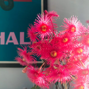 Australian Eucalypt flower, bright pink